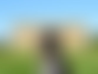 Visiting Chatsworth House in Derbyshire with Your Dog 