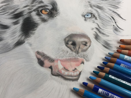 Border Collie Portrait- Drawing a Border Collie Portrait in Pastels