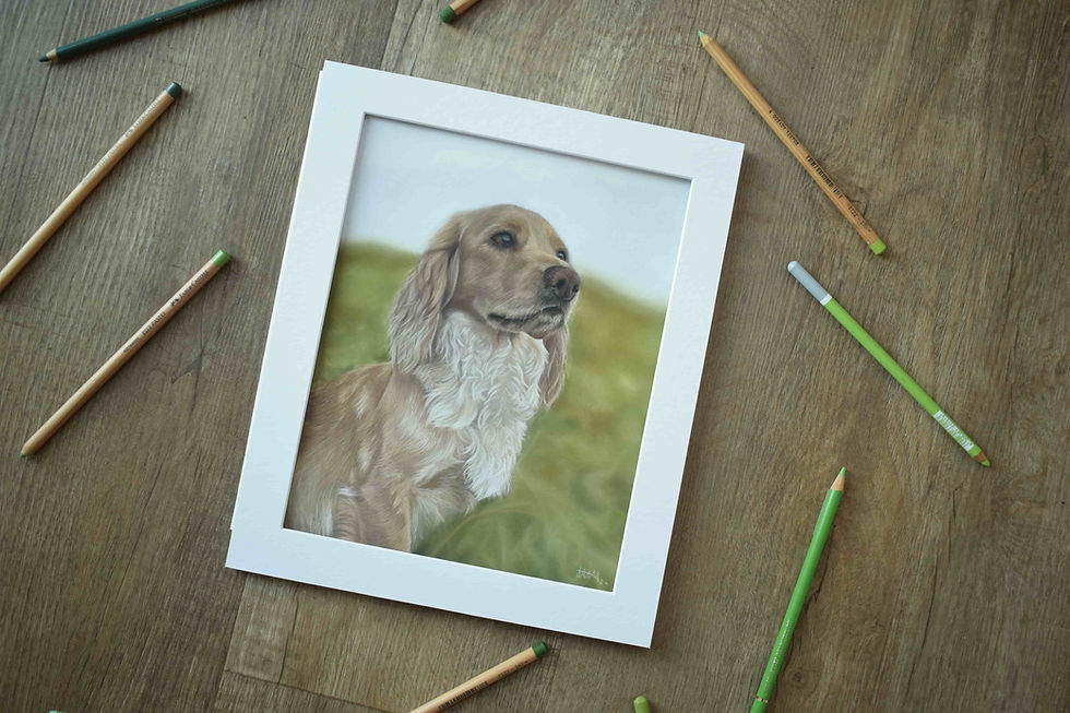 spaniel portrait- pet portrait prices