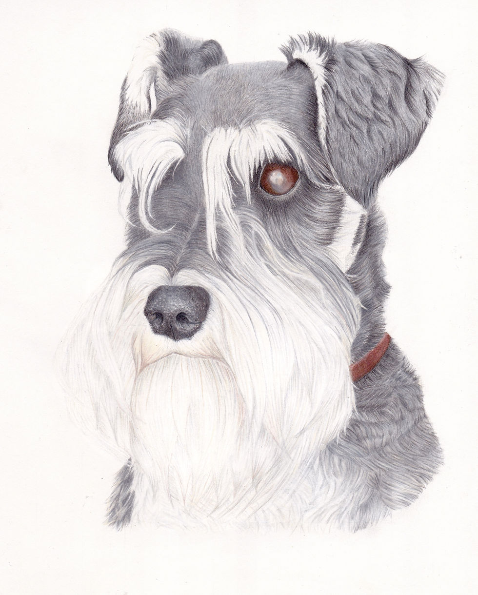 A pet portrait drawing of a Miniature Schnauzer in coloured pencil