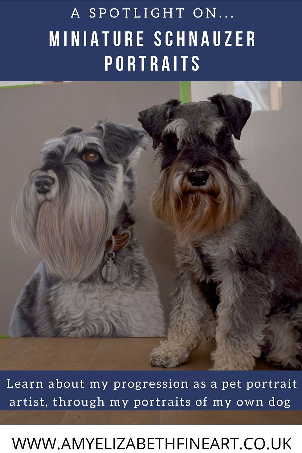 A pastel pet portrait from photos, of a black and silver miniature schnauzer | Pastel pet portraits UK