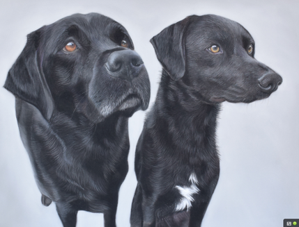 Black labrador Pastel Pet Portrait