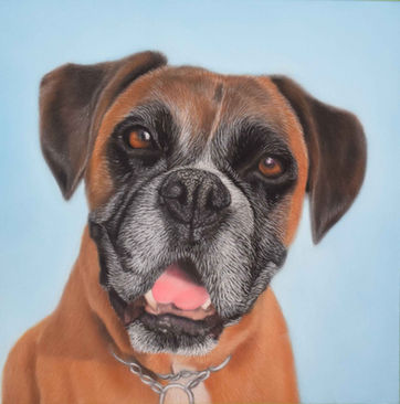 Boxer Dog Portrait
