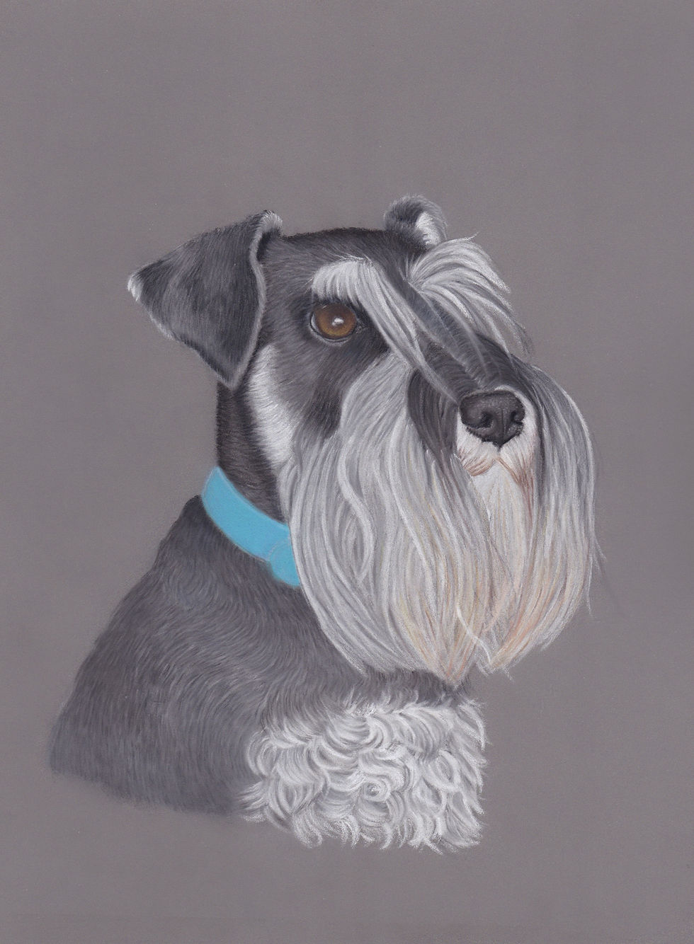 My first ever pastel pet portrait of my miniature schnauzer Monty
