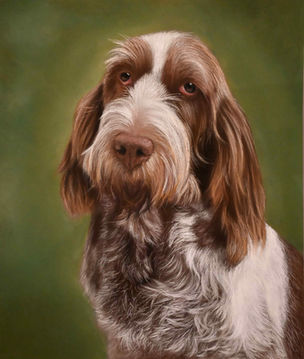 portrait of italian spinone