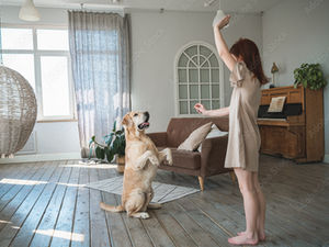 The Importance of Training Your Dog