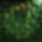 Tropical Forest_Greenery Wall by Yellow Shoes Event rentals.jpg