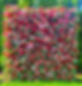French Rose flower wall - perfect picture backdrop for rent by Yellow Shoes Event Rentals