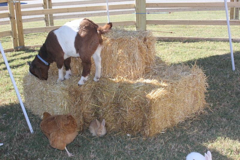 Mobile Petting Zoo in Cobb County, Petting Zoos in Pony Rides