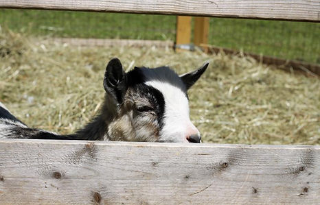 Farm Animals to You