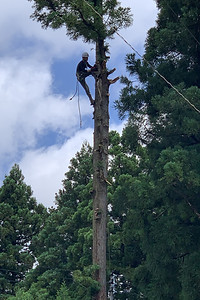 logging.jpg