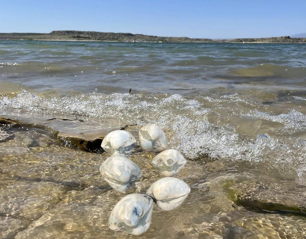 Clam Fossils (Small)