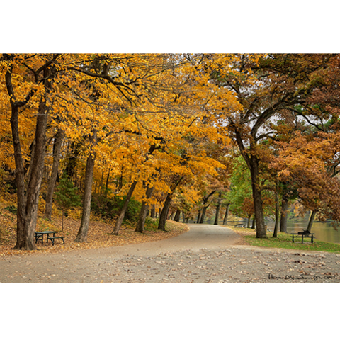 Autumn's Pathway