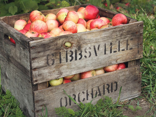 Barquette remplie de pommes rouges fraîches cueillies en Australie, dans le cadre d’un job de fruit picking en ferme agricole pour les voyageurs en WHV.