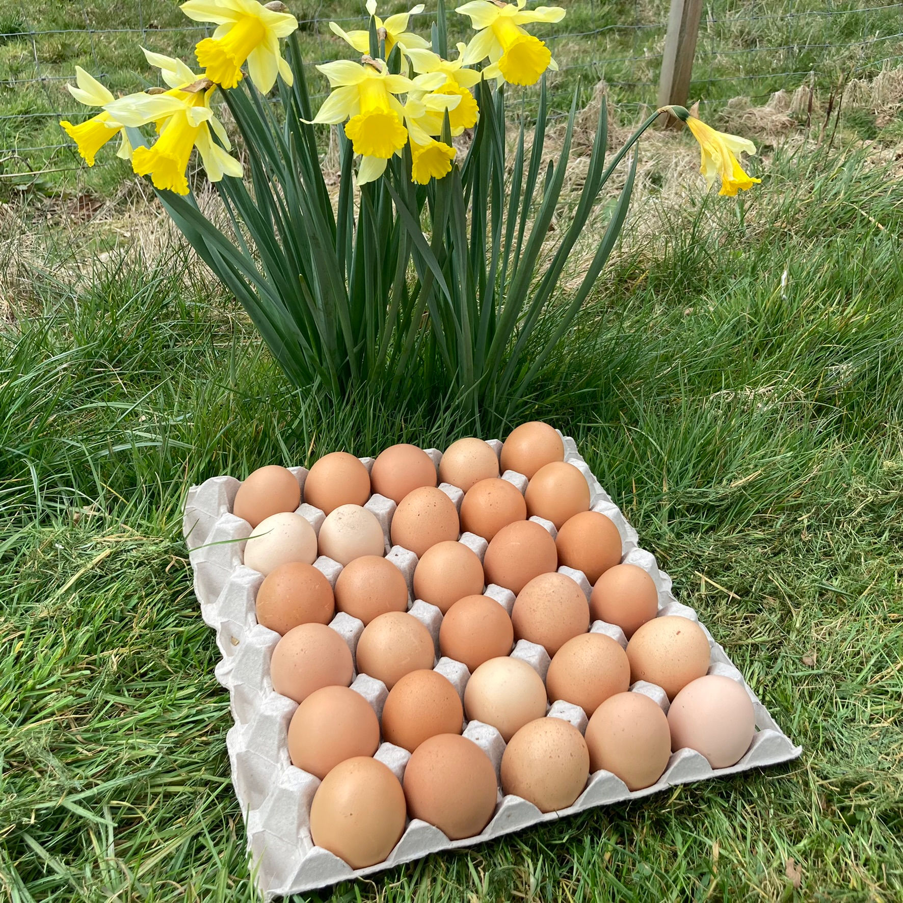 Tray Of Eggs