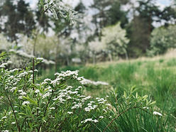 IMG_0903.jpeg