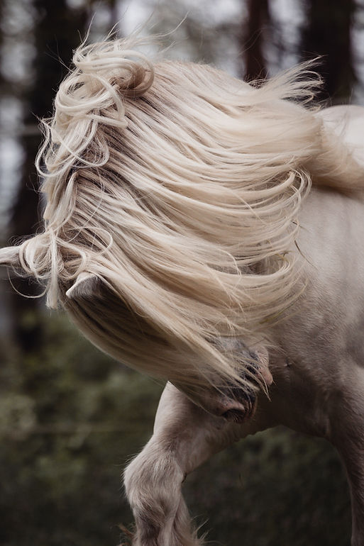 Kopie von _MG_3770.jpg