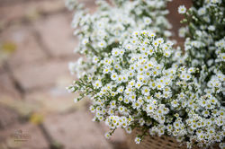 Cristiane_Daniel-206