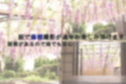 藤棚.jpg