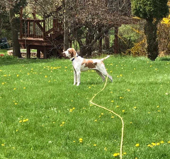 Handsome pants playing in the yard ❤️