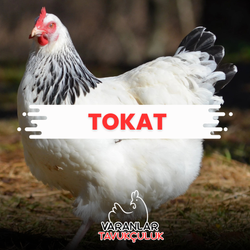 TOKAT CANLI TAVUK VE HİNDİ