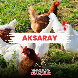 AKSARAY CANLI TAVUK VE HİNDİ