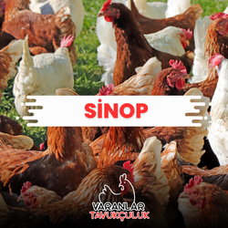 SİNOP CANLI TAVUK VE HİNDİ