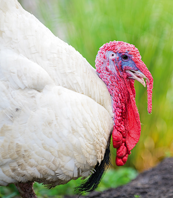 BEYAZ KANADA HİNDİ