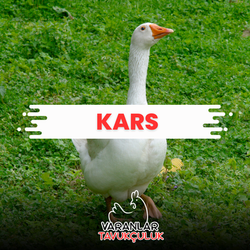 KARS CANLI TAVUK VE KAZ