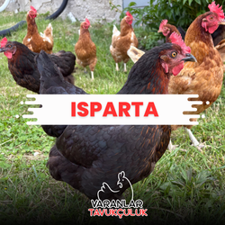ISPARTA CANLI TAVUK VE HİNDİ
