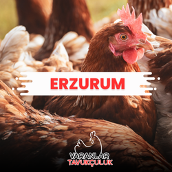 ERZURUM CANLI TAVUK VE HİNDİ