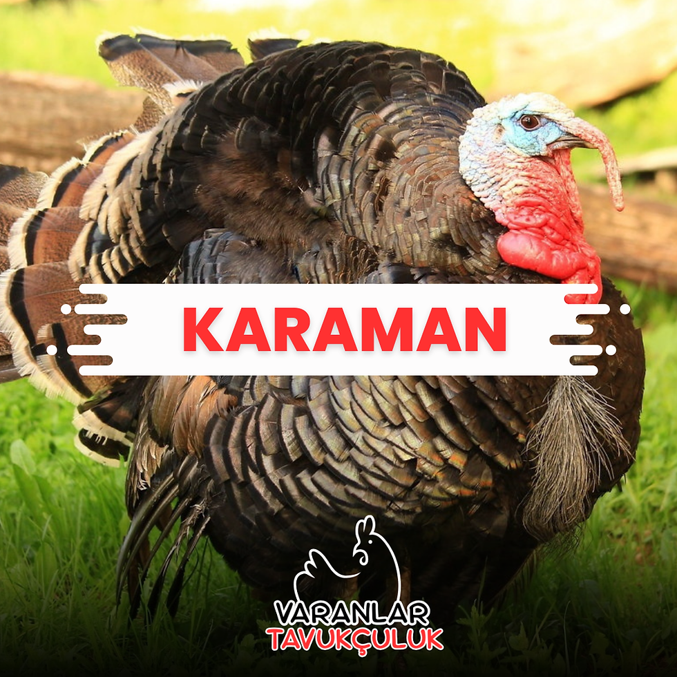 KARAMAN CANLI TAVUK VE HİNDİ