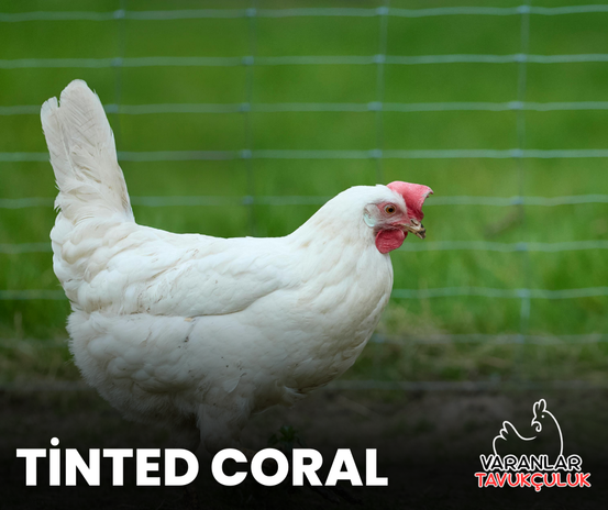 Tinted coral tavukları