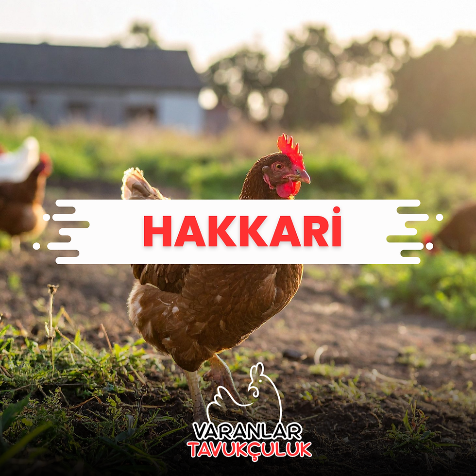 HAKKARİ VANLI TAVUK VE HİNDİ