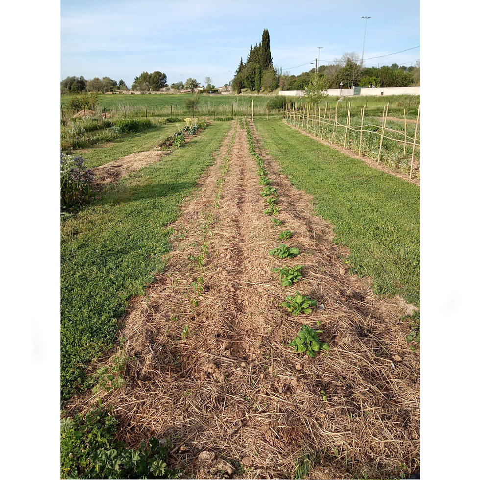 Saint-Geniès-des-Mourgues (34)