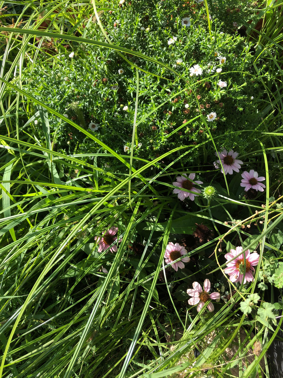 Echinacea-aster