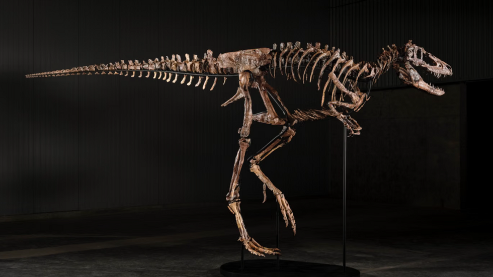 SOTHEBY’S pone a la venta un dinosaurio por 9 millones de dólares