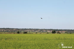 Passeando por aí