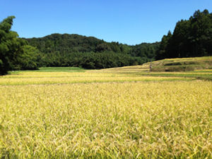地獄米。地獄のコシヒカリ。山口県下関市豊田町で地獄米を作っています。稲穂、秋の風景。
