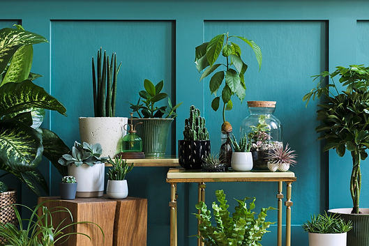 OCR-L-WINTERPLANTCARE-1128-01-1.jpeg