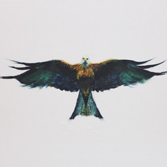 Kite