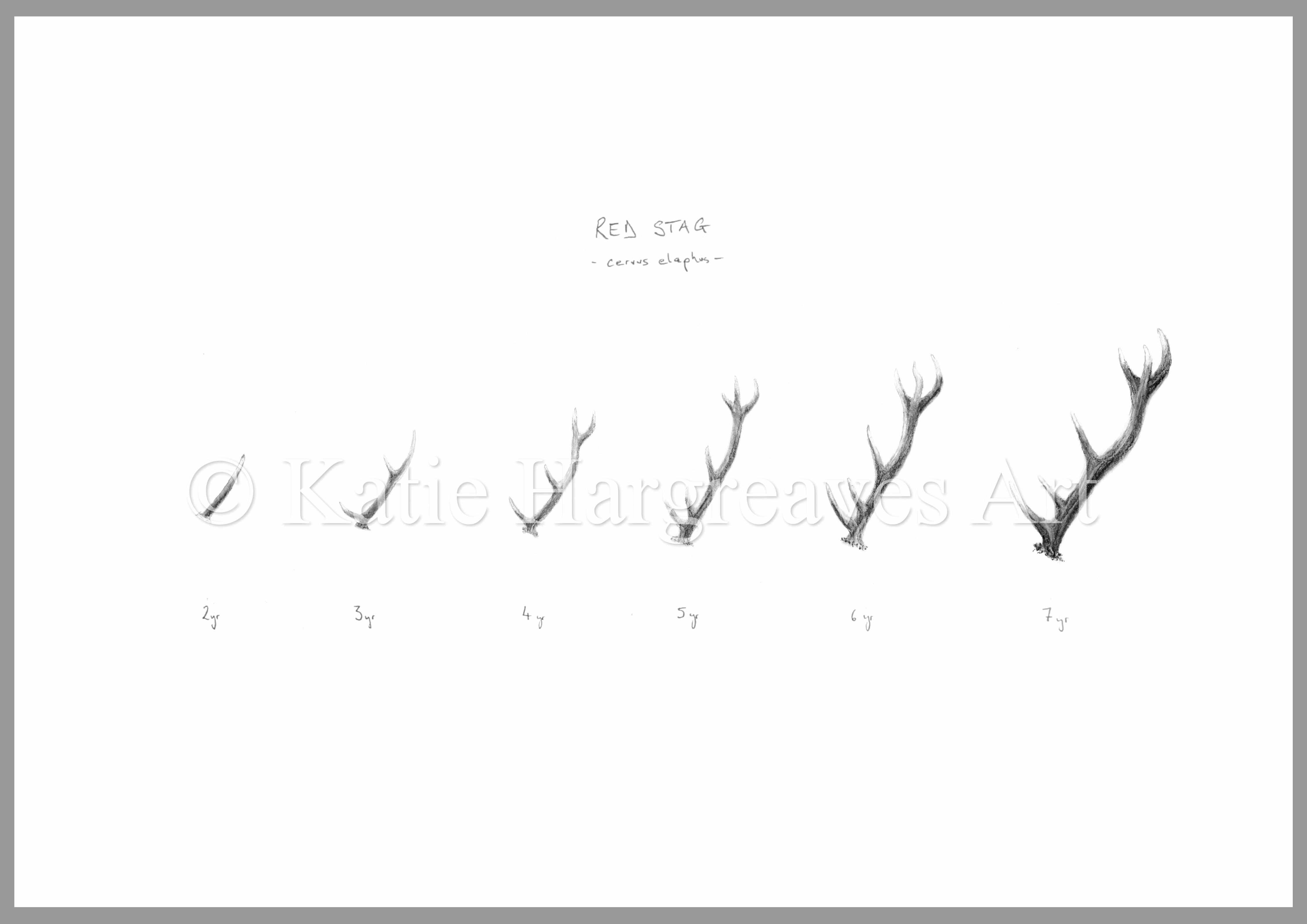'Red Antler Progression'