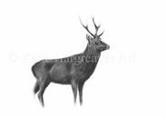 25 sika stag.jpg