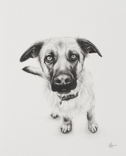 'Rosco'