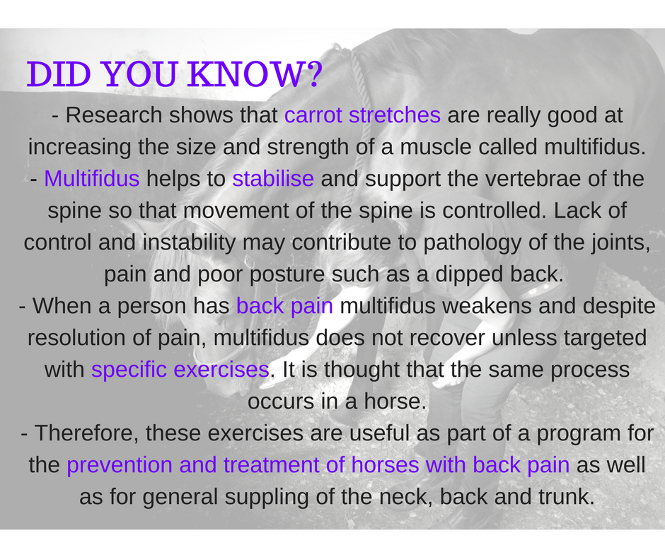 Carrot stretches, baited stretches or dynamic mobilisation exercises for multifidus
