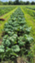 Red Russian kale bed looking lush and gorgeous. We take that as a sign it's happy growing in our farm's organic living soil.