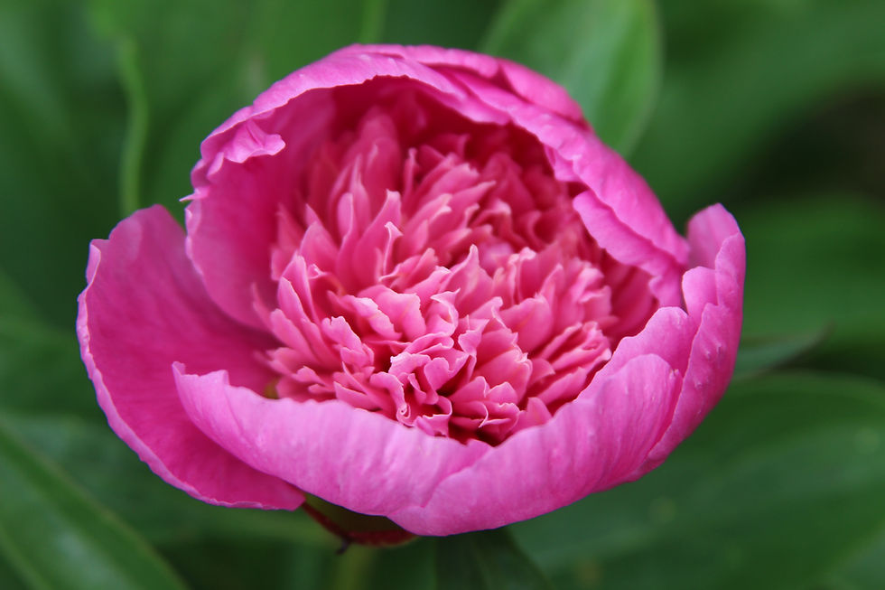Summer #1 CSA Newsletter May 31 - June 6, 2026