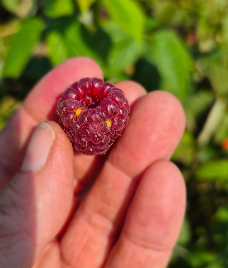 Every once in a while we find a raspberry with some gold pollen dust left behind by a honey bee.