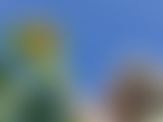 Reaching for Sunflowers