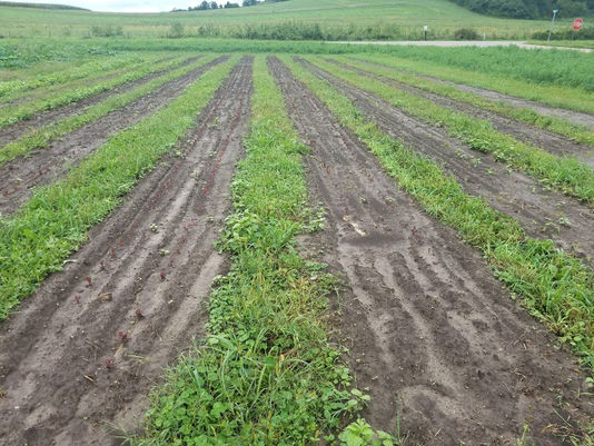 Location, Wetlands and Grassy Paths Protect Us